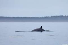 FB_IMG_1525935880807